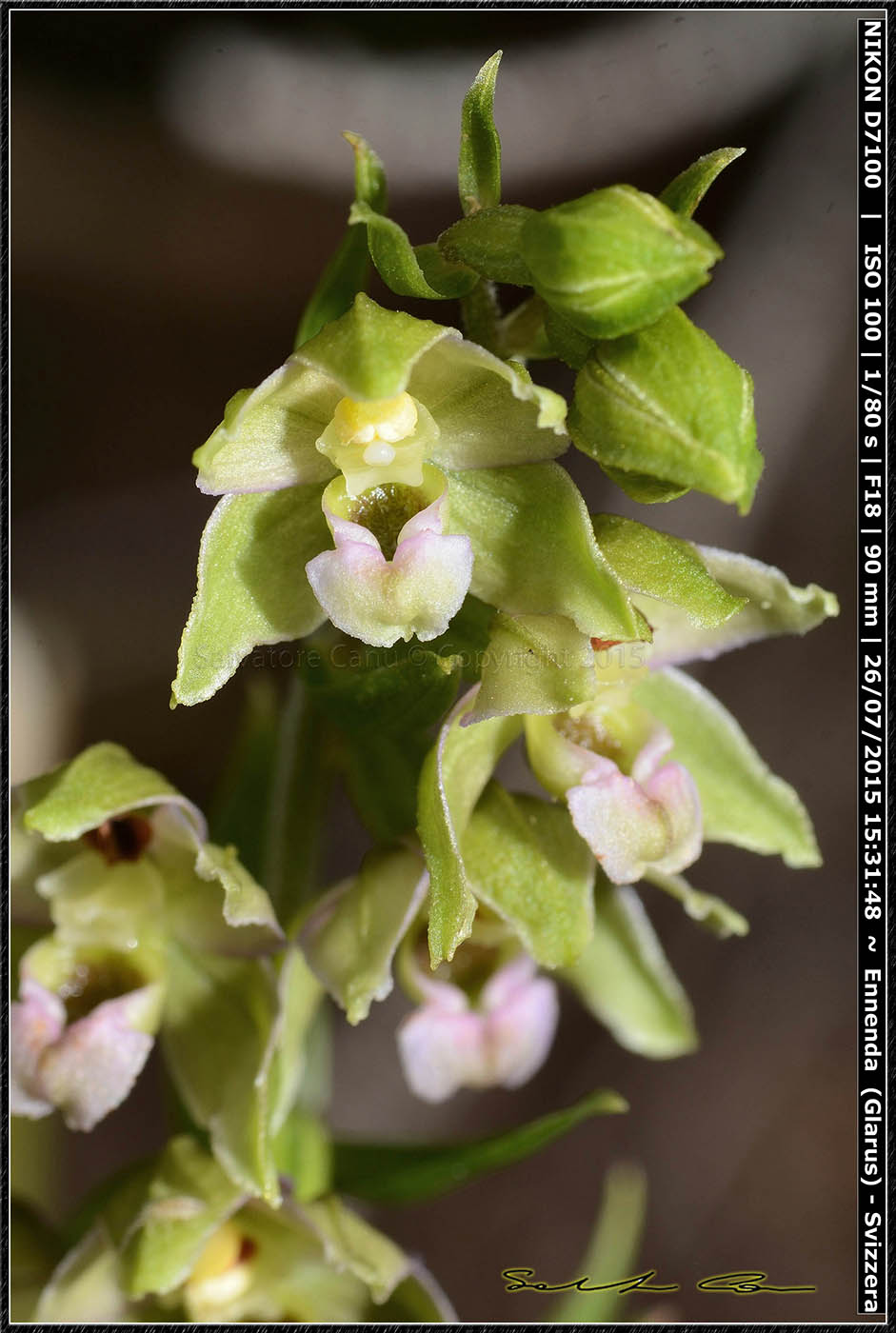 Epipactis helleborine dalla Svizzera 2